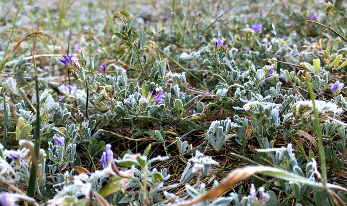 Ardahan'da eksinin altına düşen sıcaklık kırağıya neden oldu