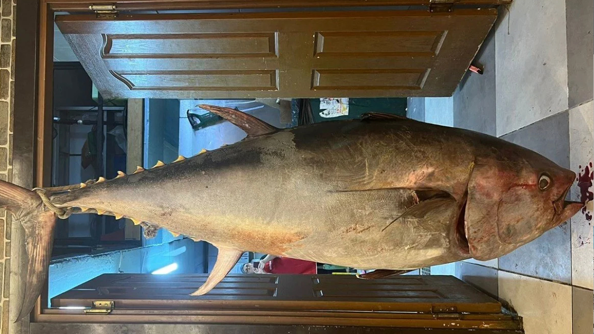 Mersin'de 2 metrelik orkinos yakalandı