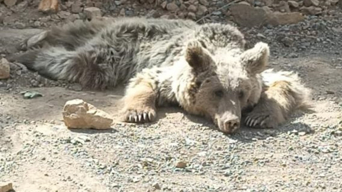 Hakkari'de dağdan kopan kaya parçalarının yaraladığı ayı tedavi altına alındı