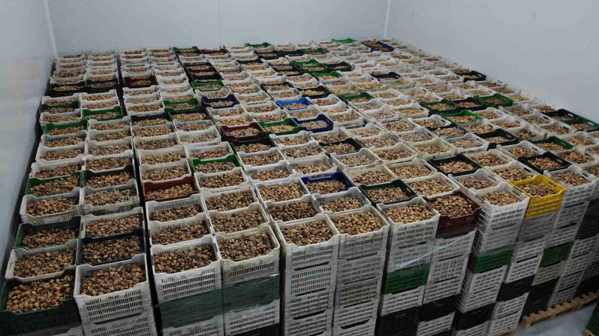 TARİŞ Aydın'da kuru incir fiyatlarını güncelledi