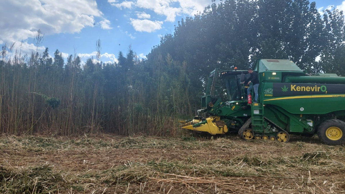 Samsun'da tescilli kenevirde hasat zamanı başladı