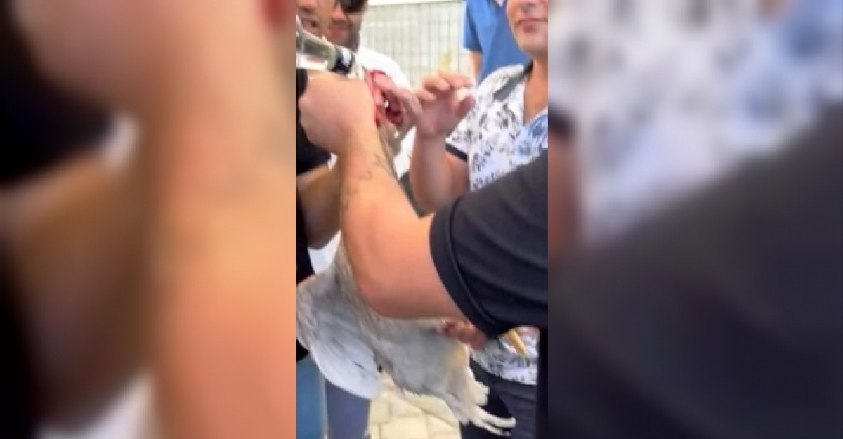 Denizli'de horoza alkol içirip işkence eden 5 kişiye 27 bin lira ceza kesildi