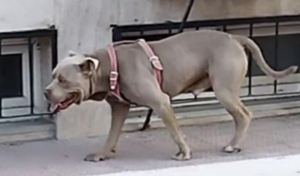Bağcılar'da başıboş pitbull okul bahçesine girdi: Öğrenciler korku dolu anlar yaşadı
