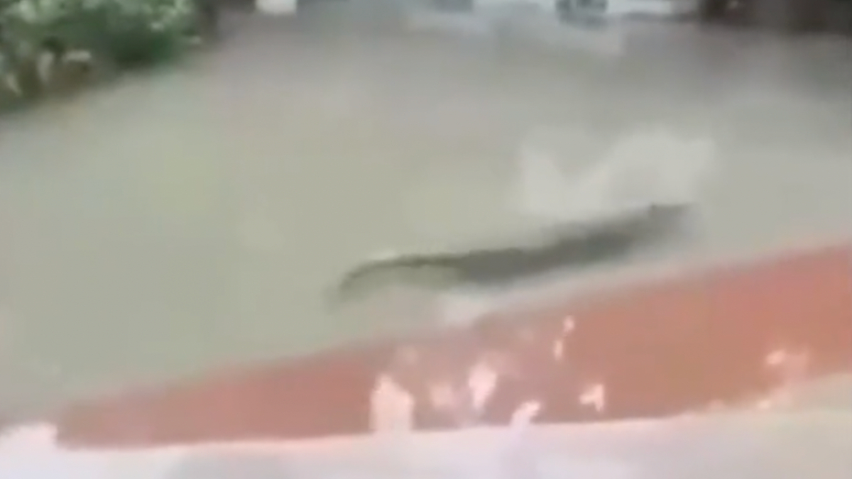 Çin'deki selde korkutucu ayrıntı! 75 timsah çiftlikten kaçtı...