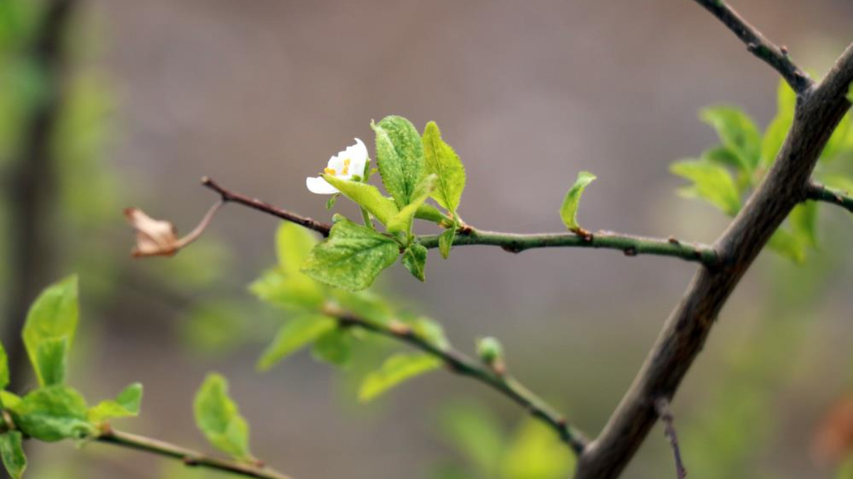 Gümüşhane'de tekrar çiçek açan erik ağacı