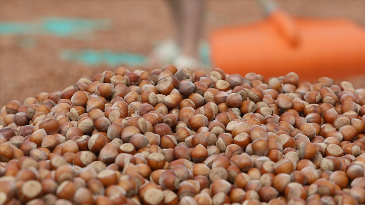 Türkiye'den Almanya'ya fındık ihracatı 85 bin tonu aştı