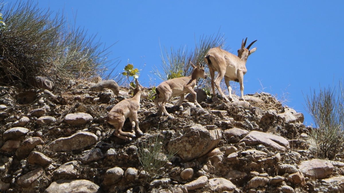 Hakkari'de terörden temizlenen bölgelerde dağ keçileri geziyor