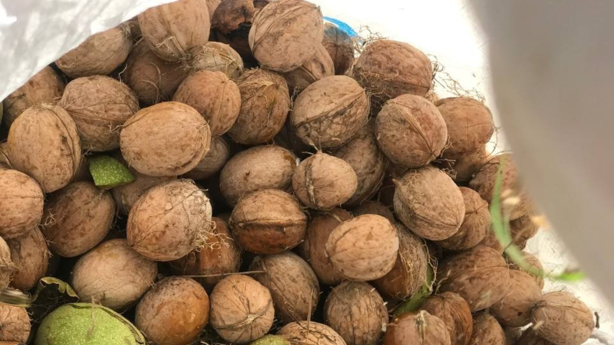 Dağ köylerinde çetin mesai başladı! Erzincan cevizinde hasat zamanı