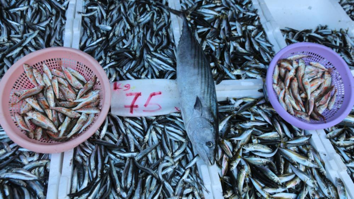 Rize'de tezgahlarda hamsi bolluğu