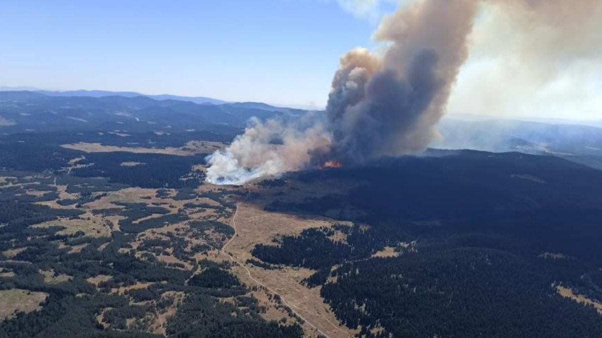 Bolu'da orman yangını