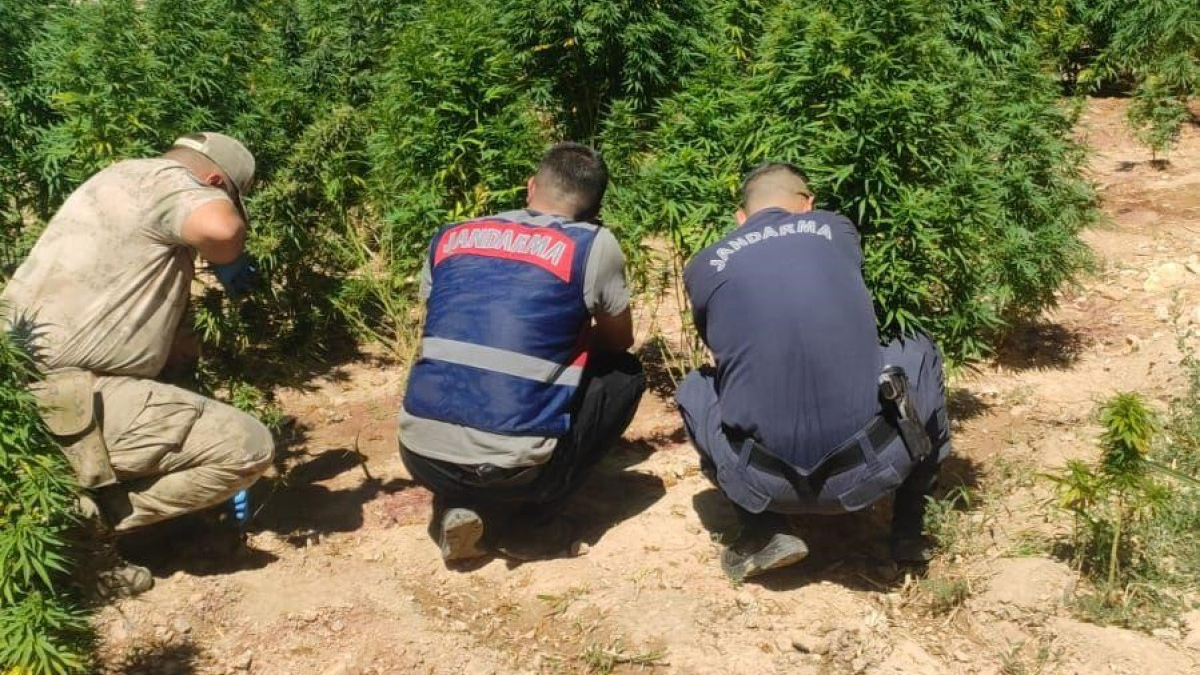 Şanlıurfa'da evinin bahçesine kenevir eken kadın gözaltına alındı