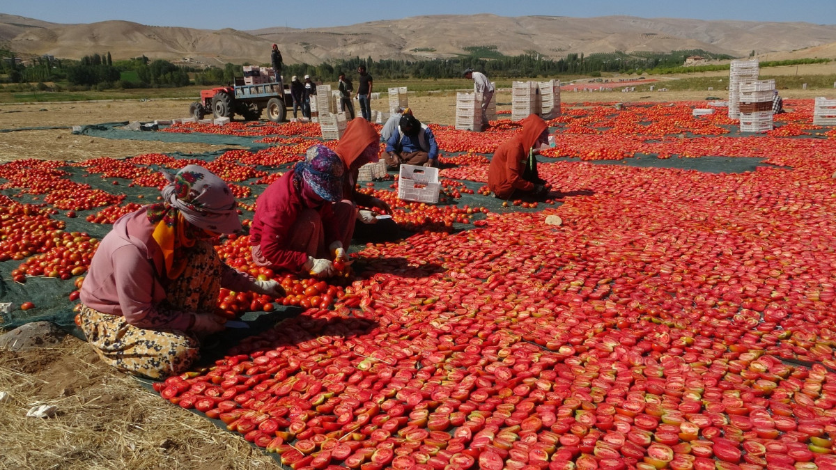 Malatya'da kurutmalık domateste hasat devam ediyor