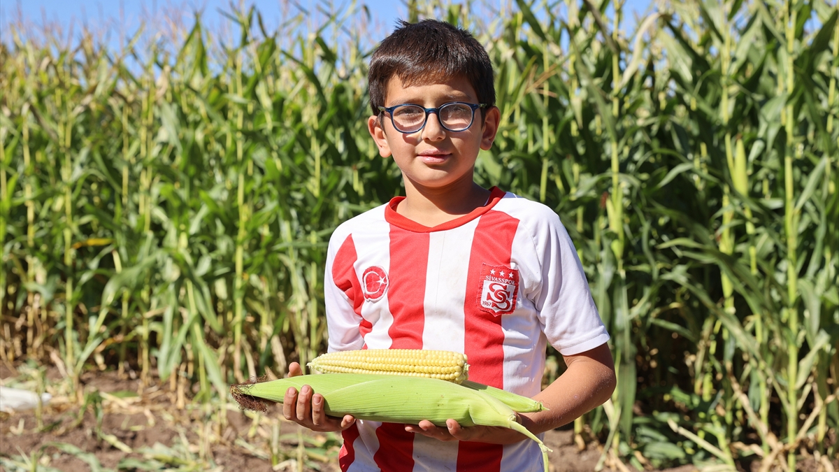 Sivas'ta silajlık mısırdan 200 bin ton rekolte bekleniyor