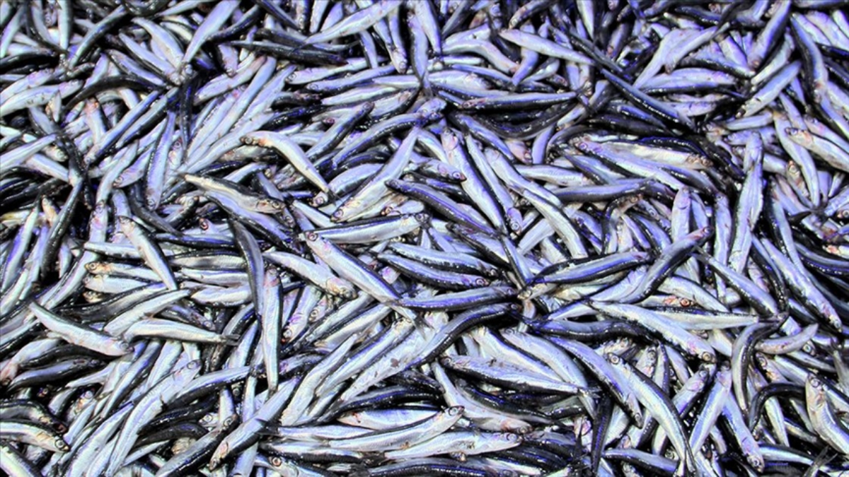 Sinop'ta hamsinin kilogramı 50 liraya geriledi