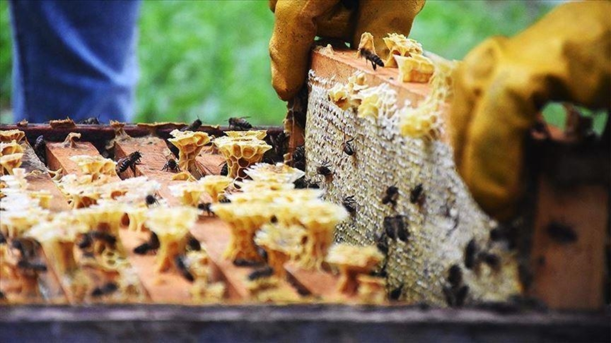 Doğu Karadeniz'in 8 aylık bal ihracatı 2,1 milyon doları buldu