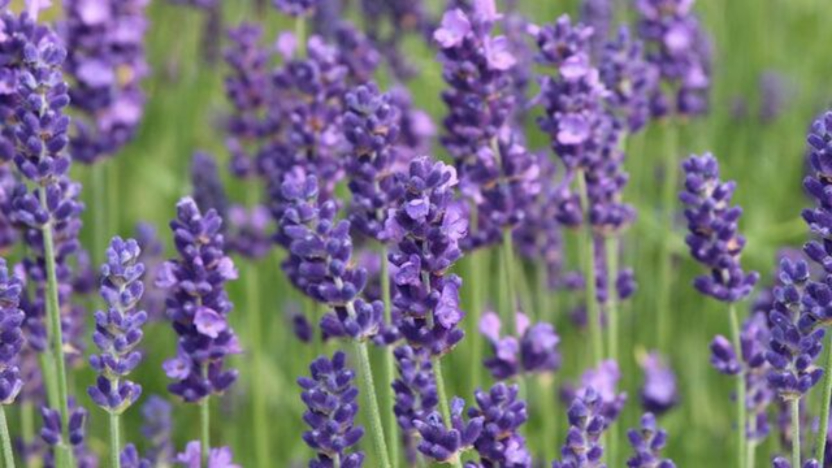 İbn-i Sina'nın beyin dostu olarak tanımladığı bitki! Karabaş otu faydaları nelerdir?