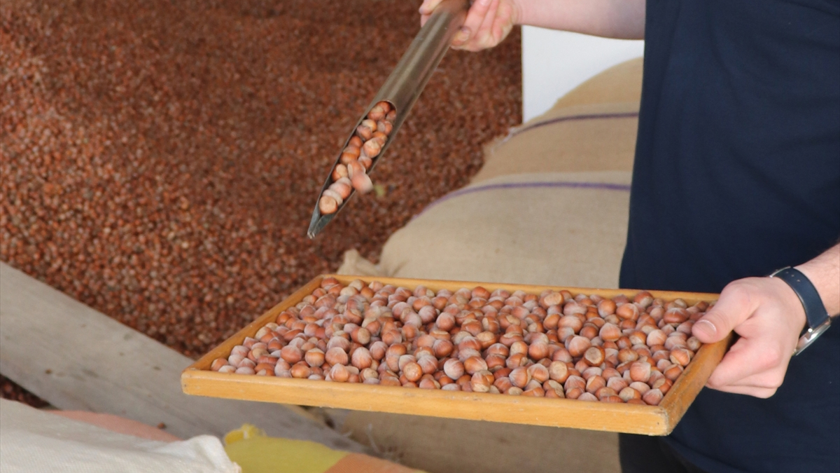 Ordu'da serbest piyasada fındığın kilogramı 100 lira oldu