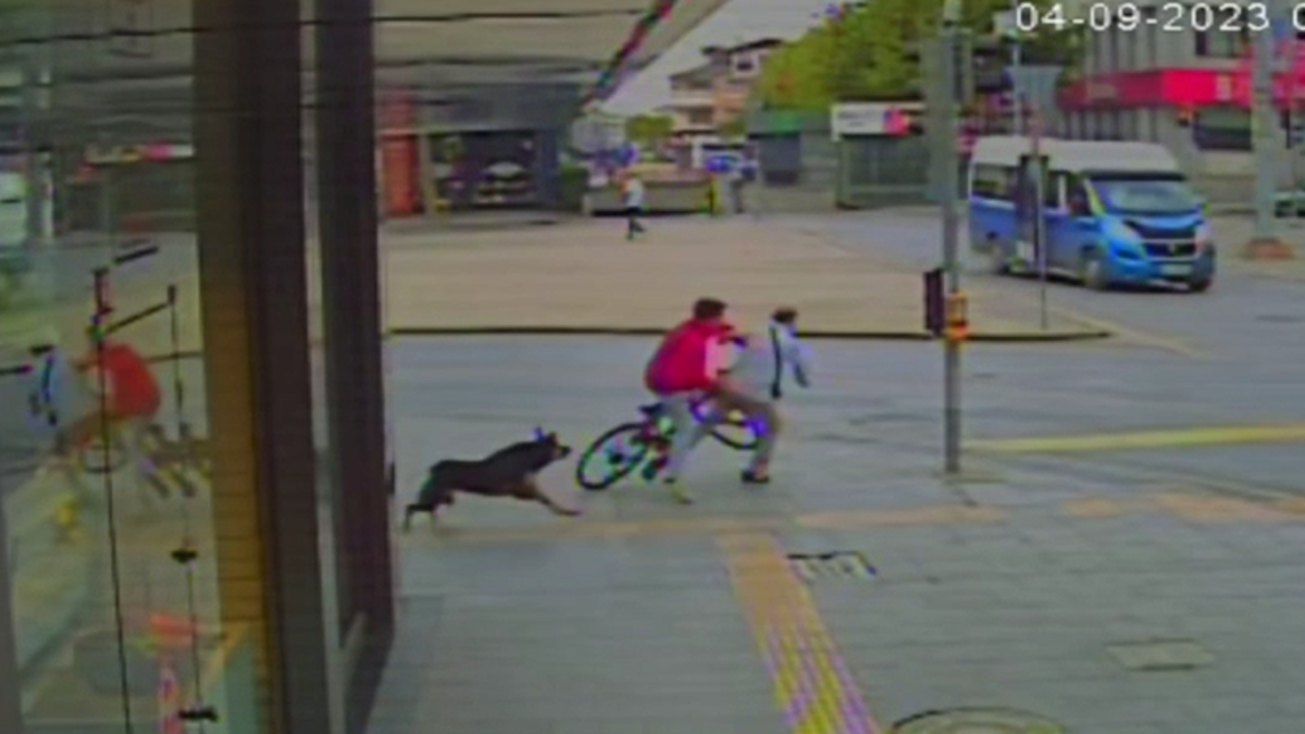 Sakarya'da sokak köpeğinden kaçan çocuğun bisiklet kazası kamerada
