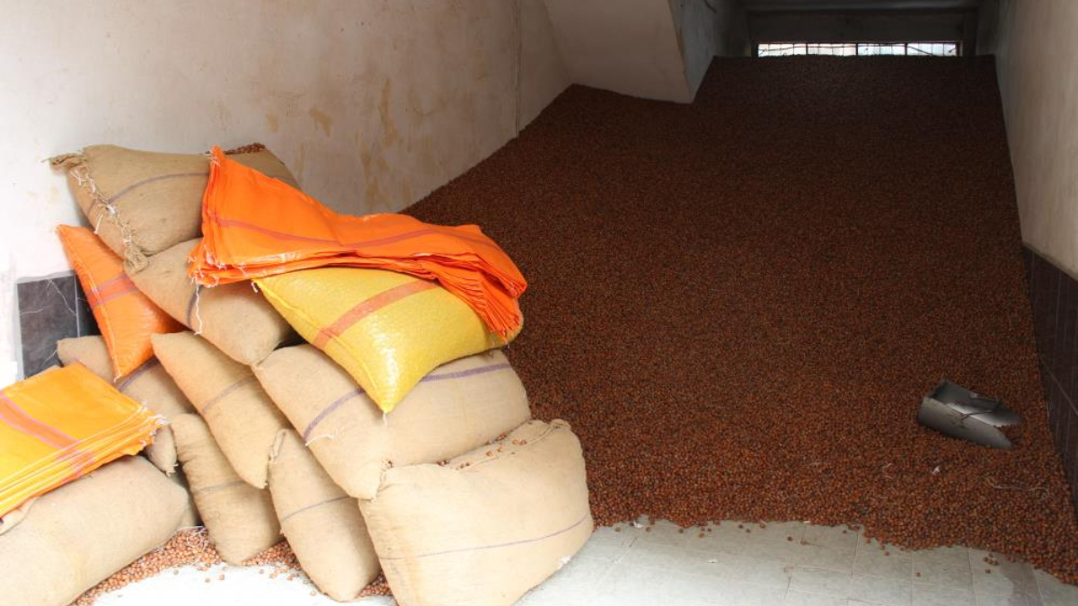 Serbest piyasada fındık fiyatı 100 TL oldu