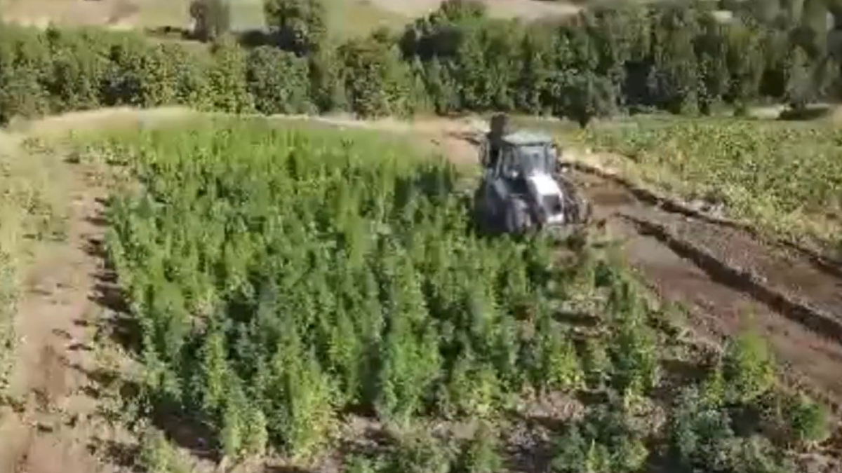 Diyarbakır'da dev uyuşturucu operasyonu! 2 ton esrar ile 13 milyon kök kenevir ele geçirildi