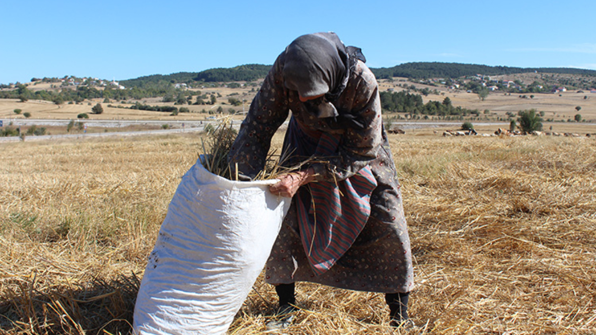 Karabüklü Radiye Teyze, ilerlemiş yaşında tarım ve hayvancılıkla uğraşıyor