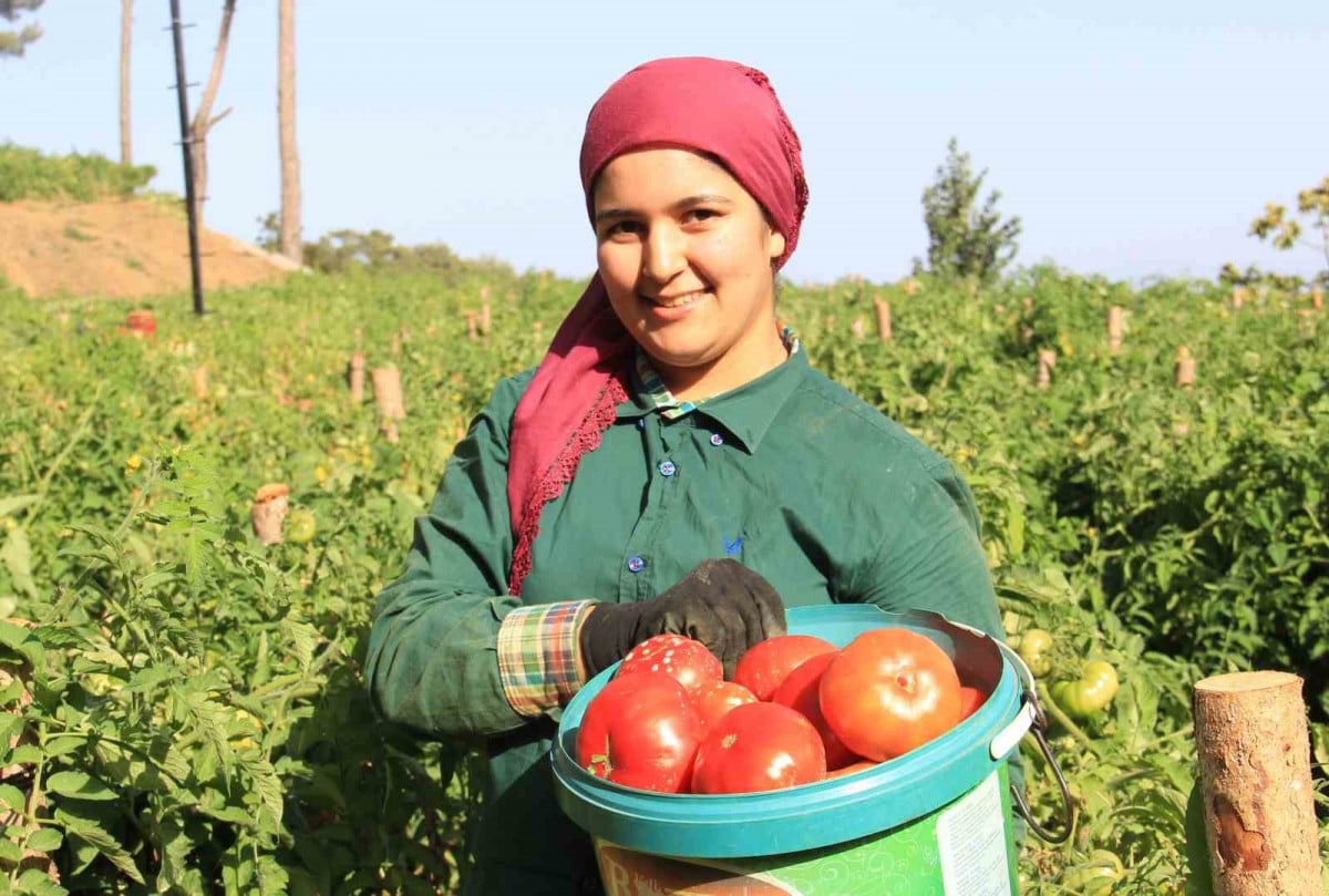 Aydın'dan kiraz ve domates ihracatında rekor