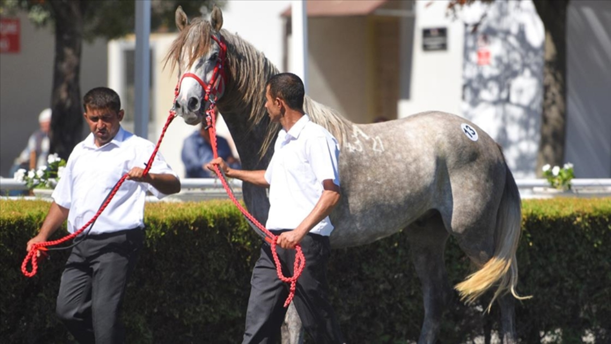 TİGEM'de tay satışından rekor gelir