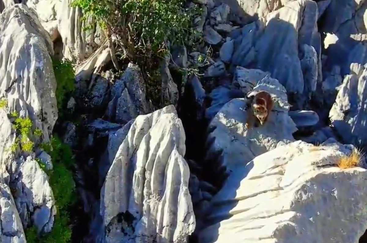 Antalya'da ayı ve 2 yavrusu drone'la görüntülendi