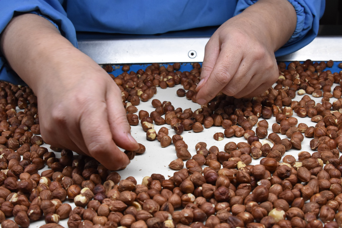 Fındık 2023-2024 sezonu ihracat hedefi: 280 bin ton