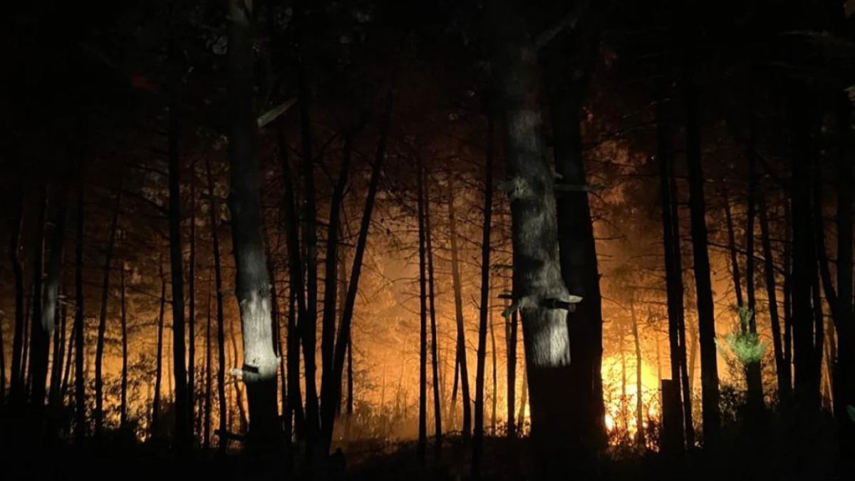 İstanbul Çekmeköy'de orman yangını