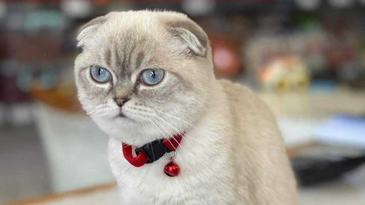 Esenyurt'ta kuryenin vurulduğu çatışmanın nedeni 'çalıntı kedi' çıktı