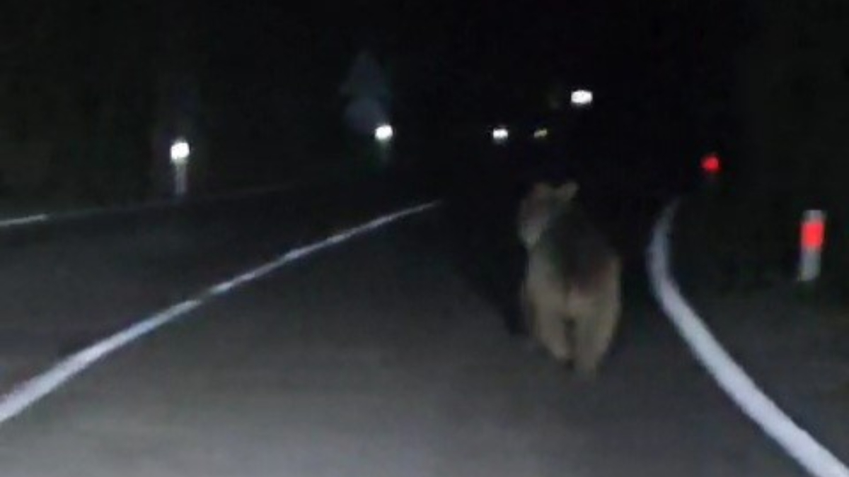 Karabük'te önüne çıkan ayıyı aracıyla kovaladığı anları kaydetti