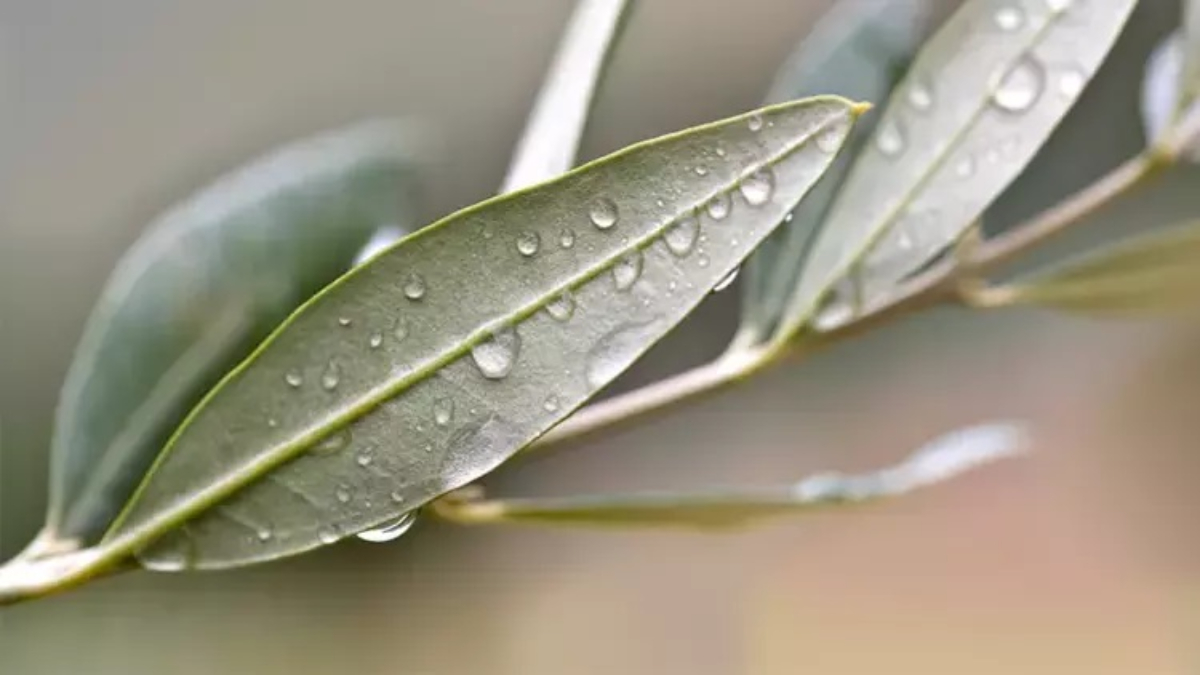 40 gün boyunca suyunu için, şeker hastalığını defterden silin