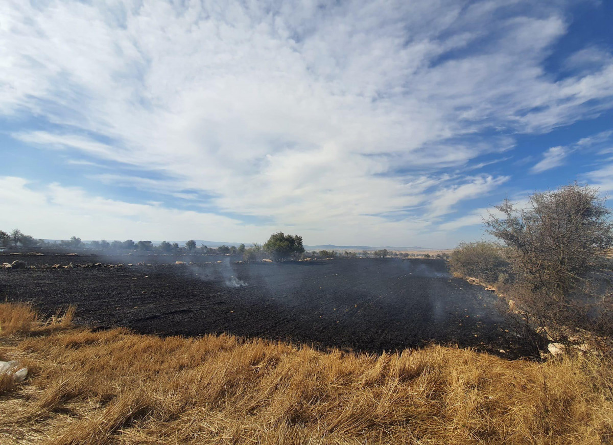 Eskişehir'de anız yangını ormana sıçradı