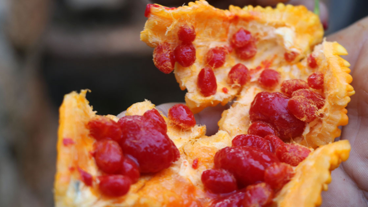 Görüp de almayan bin pişman! Adı gibi kudretli; Bir tek ölüme çaresi yok...