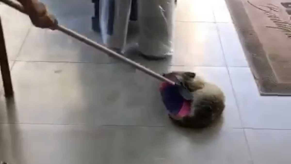 Elazığ'da dükkana giren tilki, çıkmamak için ölü taklidi yaptı