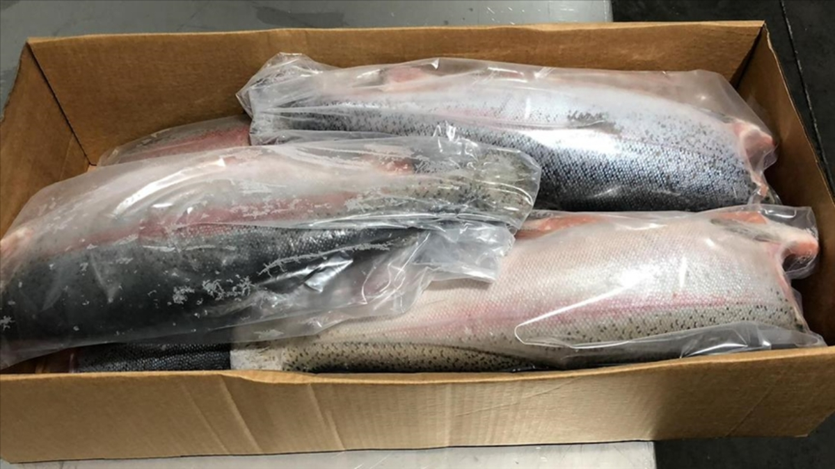 Doğu Karadeniz'in su ürünleri ihracat geliri arttı