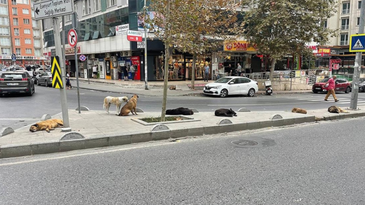 İstanbul Esenyurt'ta halk, başıboş köpeklerden şikayetçi: Çocuklara saldırıyorlar