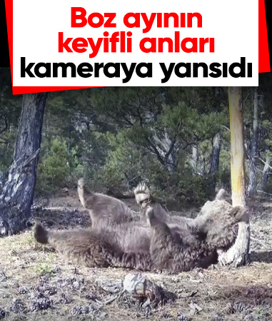 Kütahya'da boz ayının keyif anları görüntülendi