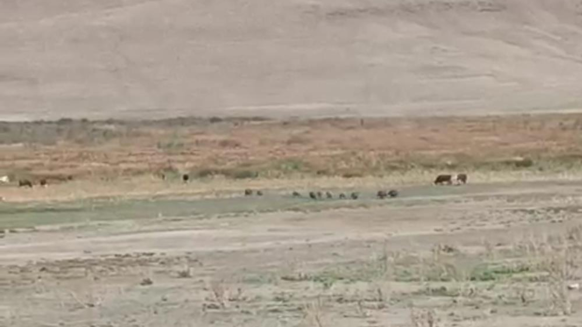 Van'da aç kalan domuz sürüleri mahalleye indi