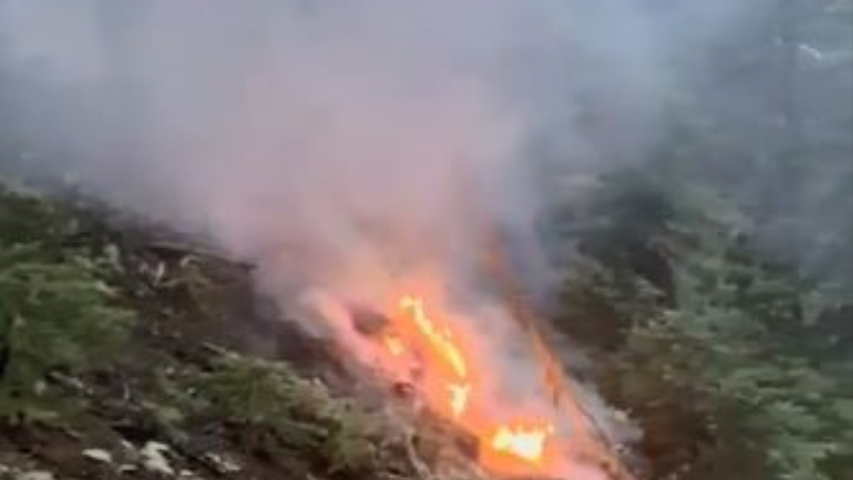 Artvin'de korkutan anlar! Ağaca yıldırım düştü, ormanda yangın çıktı