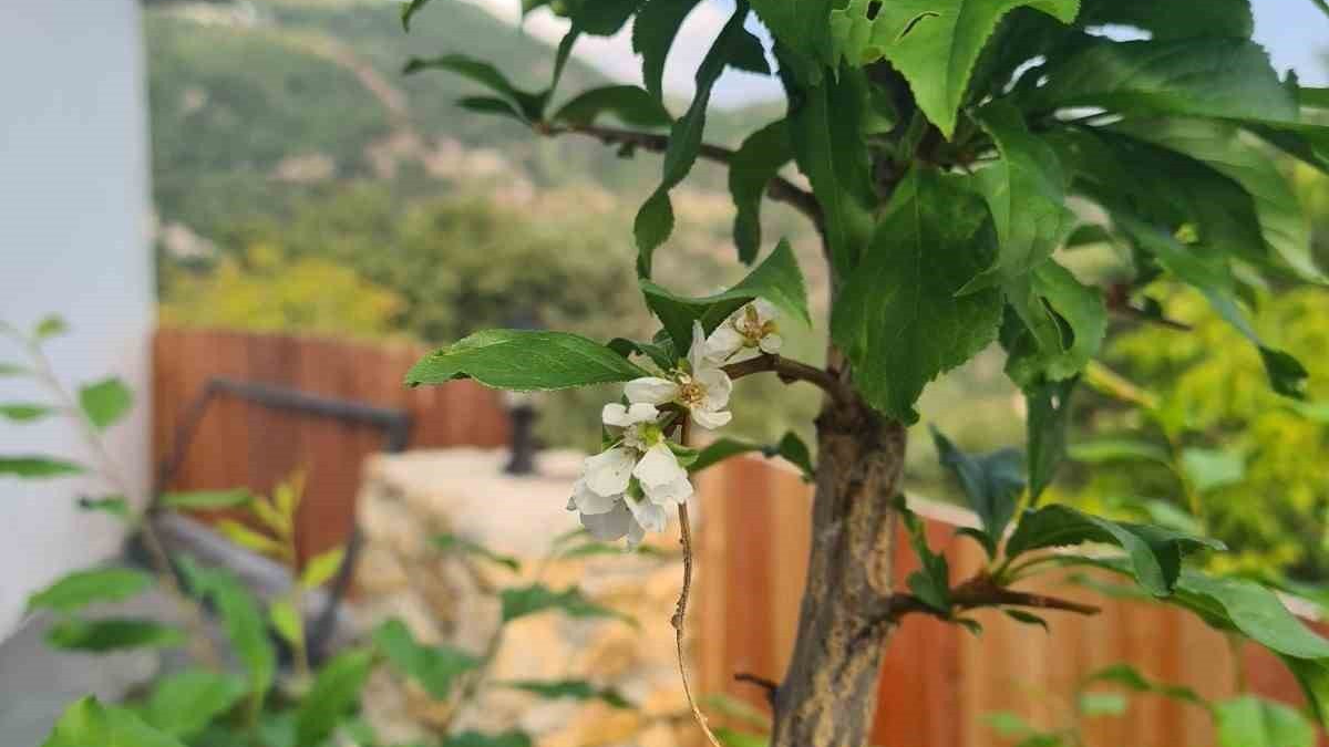 Denizli'de erik ağaçları çiçek açtı