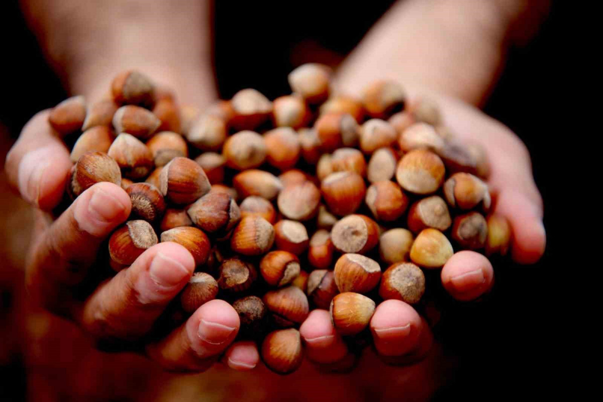 Giresun'da fındık alımı serbest piyasada 107 lira