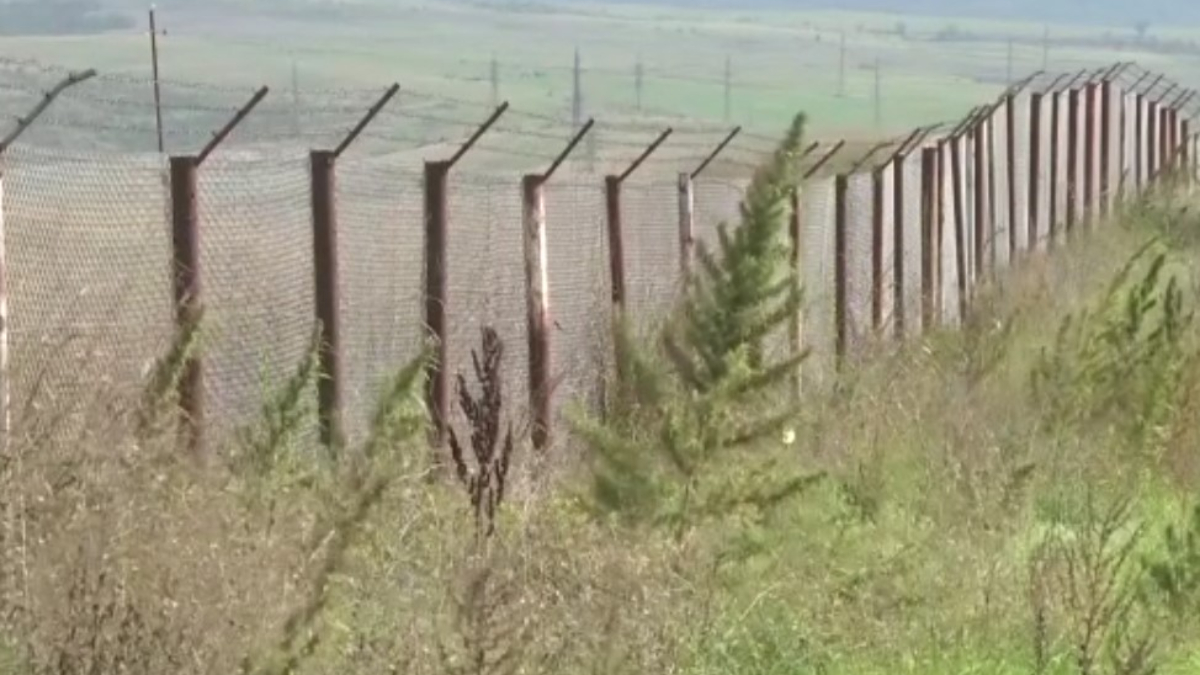 Karabağ'da Ermenilerin ektiği 100 hektardan fazla hint keneviri tarlası bulundu