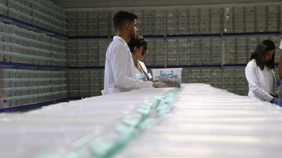 1 litresi 10 milyon dolar... Sadece Malatya, Adana, Şanlıurfa, Mardin ve Diyarbakır'da yetişiyor!