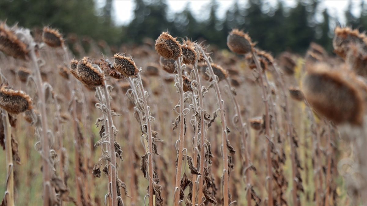 Trakya'da kuraklık ayçiçeğinde verimi düşürdü