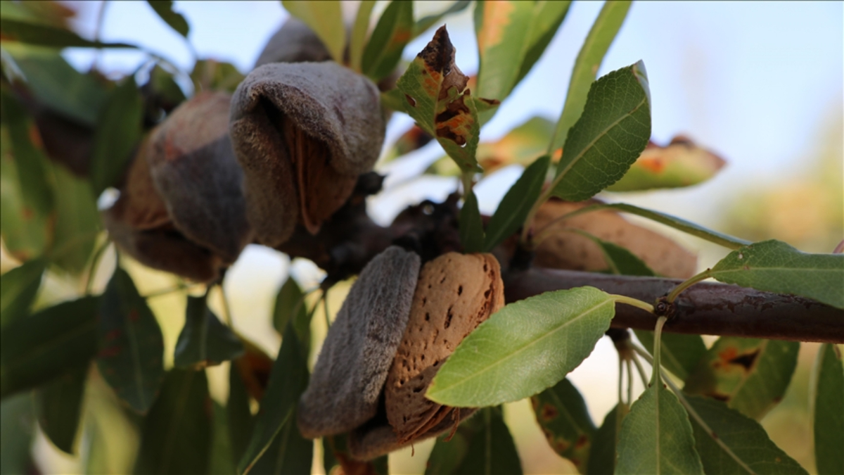 Elazığ'da ekonomiye can veriyor! Badem hasadı başladı