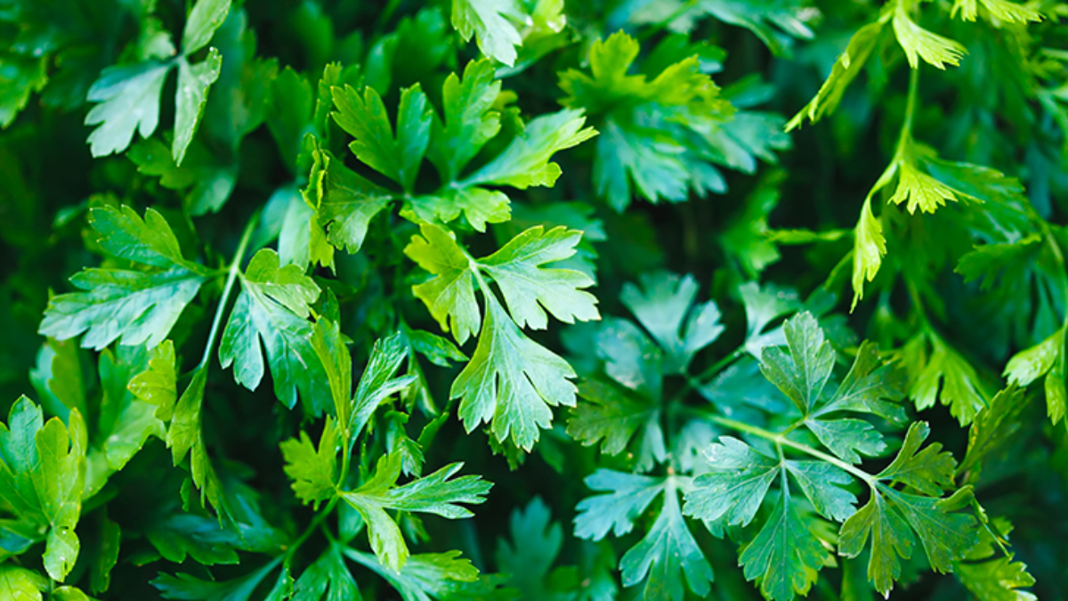 Tam 1 ay dayanıyor! Maydanozları kavanoza ters koyun ve...