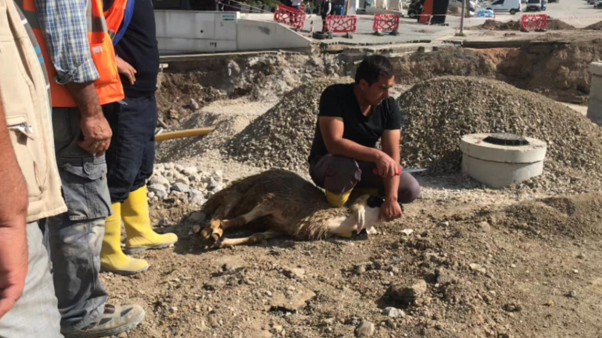 Ankara'da toprak kaydı! Can kaybı yok diye kurban kestiler