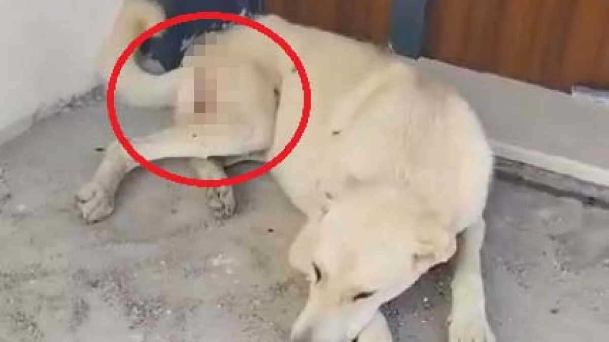 Kayseri'de tavuklarını yiyen sokak köpeğini tüfekle vurdu
